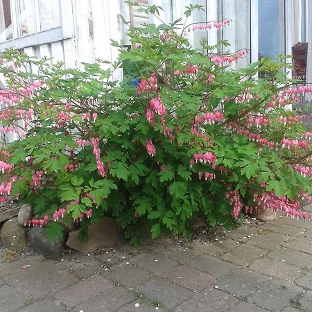 Bed & Breakfast Belvedere Svendborg