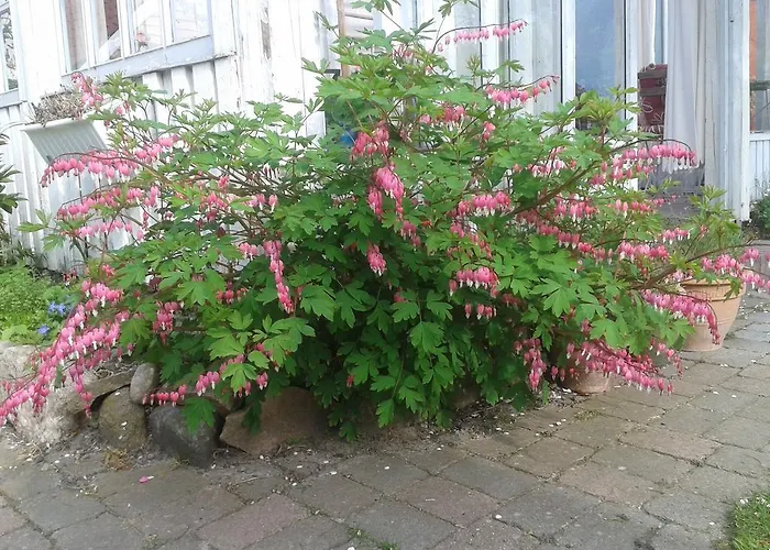 Bed and Breakfast Belvedere Svendborg
